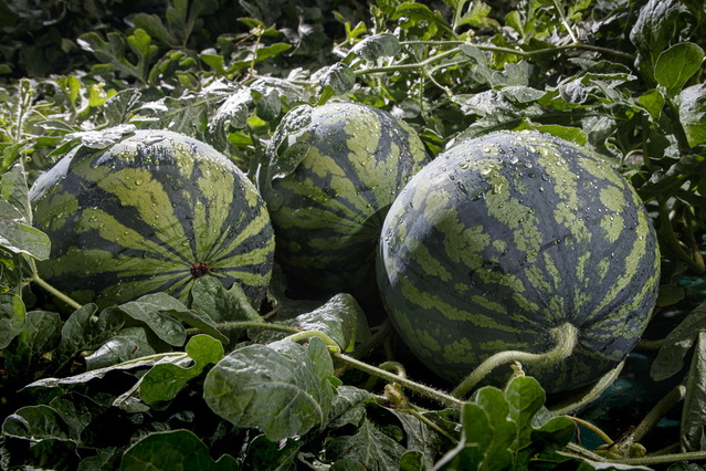 ▲ 예천군(군수 김학동)이 시설수박 재배농가에 솜이불 필름을 지원해 농가소득이 지난해 대비 약 13%인 4억 원 가량이 상승했다.ⓒ예천군