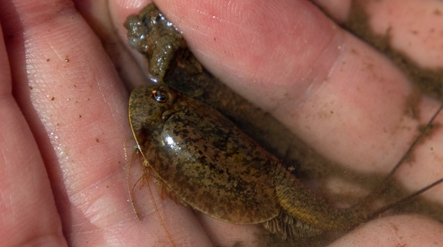 ▲ 괴산군 칠성면에서 발견된 긴꼬리투구새우.ⓒ괴산군