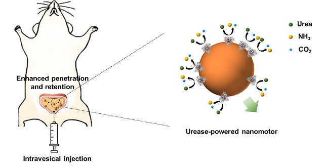 ▲ POSTECH 한세광 교수 연구팀은 생체효소-도파민고분자 나노모터 개발했다.ⓒ포스텍