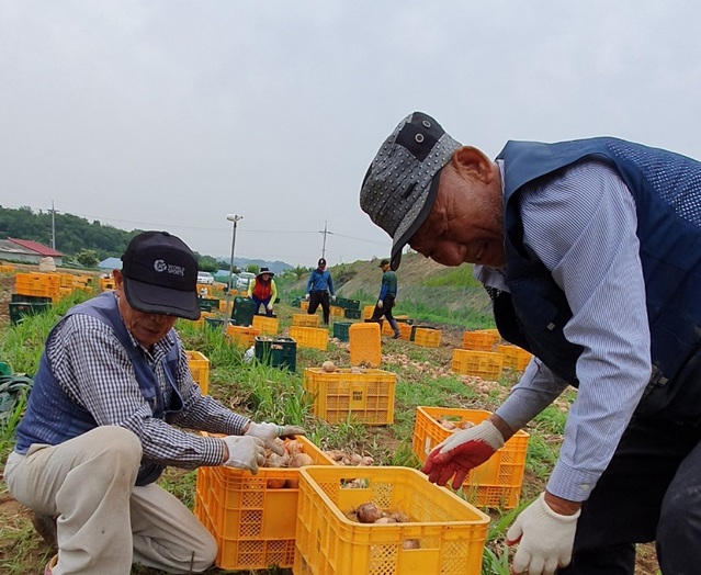 ▲ 국민의당 충북도당 당원 16명은 18일 청주시 청원구 북이면 장양2리 김천수 씨 농장에서 양파수확을 도왔다.ⓒ국민의당 충북도당