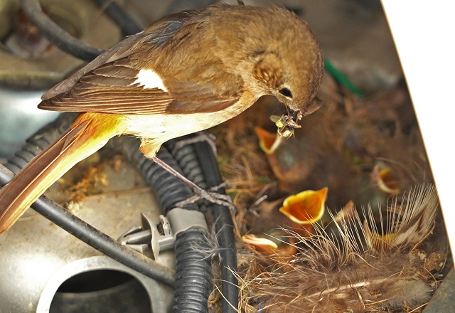 ▲ 경주엑스포 업무용 전기차에 둥지를 틀고 새끼를 보살피는 딱새모습 사진.ⓒ경주엑스포