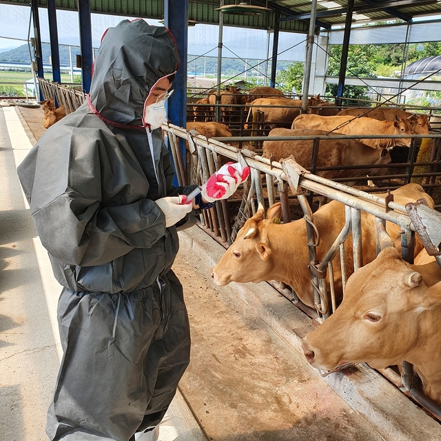 ▲ 고령군은 2020년 2월부터 5월까지 결핵·브루셀라병에 대한 일제채혈 및 모니터링을 실시한 결과, 전두수 음성으로 판정돼 청정지역을 사수했다.ⓒ고령군