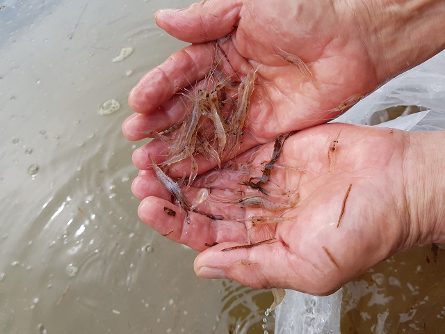 ▲ 남정면 소재 시범농가에서 내수면 어업신고를 마쳐 이달 초 1차로 1만5000미의 치하를 논에 방류했으며 2차로 지난 23일 1만미의 치하를 방류했다.ⓒ영덕군