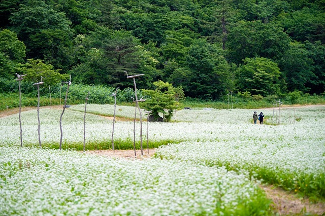 ▲ 울릉군은 나리분지 알봉 일대에 메밀꽃밭을 조성했다.ⓒ울릉군