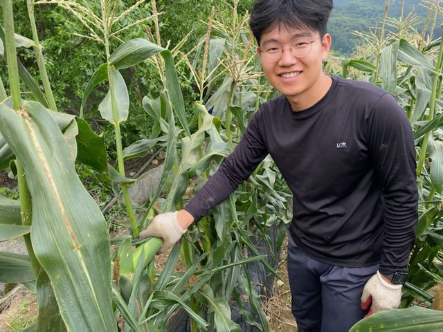 ▲ 괴산에서 시범재배해 수확에 나선 고당옥 1호ⓒ괴산군농업기술센터 제공