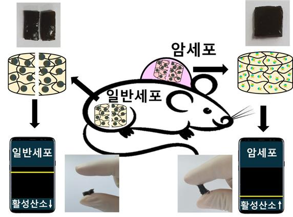 ▲ 박성영·이기백 교수 연구팀이 개발한 암세포 진단용 하이드로겔 소재의 구동 모식도.ⓒ한국교통대