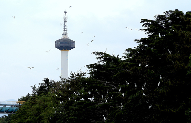 ▲ 9일 경북 포항시 포항제철소 안 나무군락에 서식하는 백로와 왜가리 모습.ⓒ포스코