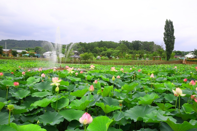 ▲ 뒷미지 연꽃공원.ⓒ성주군