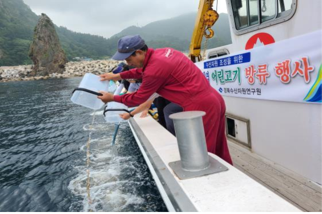 ▲ 울릉군은 어린 돌가자미 5만미, 문치가자미 5만미를 서면 통구미 어촌계와 울릉읍 저동어촌계 마을어장에 각각 방류했다.ⓒ울릉군