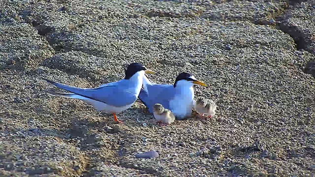 ▲ 안동호 인공 모래섬에서 태어난 쇠제비갈매기 새끼들이 대부분 성체(成體)로 성장해 호주 등으로 떠났다.ⓒ안동시
