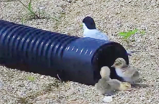 ▲ 안동시가 설치한 새끼 보호용 35개 파이프.ⓒ안동시