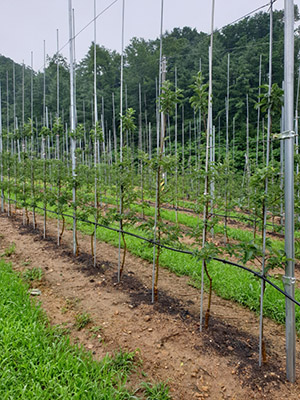 ▲ 봉화군은 민선7기 공약사항인  골든애플 생산단지 조성에 나섰다.ⓒ봉화군