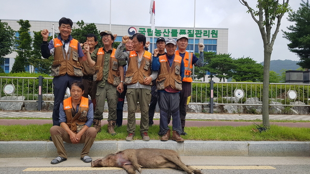 ▲ 김천시는 지난 6일 새벽에 김천혁신도시 상가에 나타난 멧돼지 포획을 위해 9일 ASF(아프리카돼지열병) 상시 포획단을 소집, 공동수렵으로 멧돼지 1마리를 포획했다.ⓒ김천시