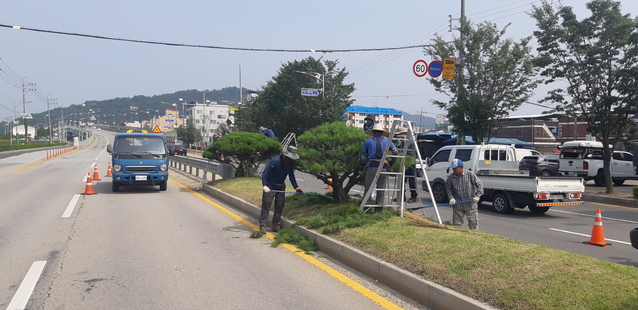 ▲ 김천시는 ‘해피투게더 김천운동’의 일환으로 청결한 김천을 만들기 위해 지난 6월부터 시가지 조형소나무를 대상으로 정밀전정을 시행하고 있다.ⓒ김천시