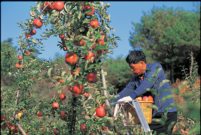 ▲ 봉화군이 사과 포트묘 고밀식재배 실증 재배기술에 도전했다.ⓒ봉화군