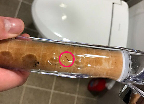 ▲ 인천시 강화도 수돗물에서 발견된 유충. ⓒ뉴시스