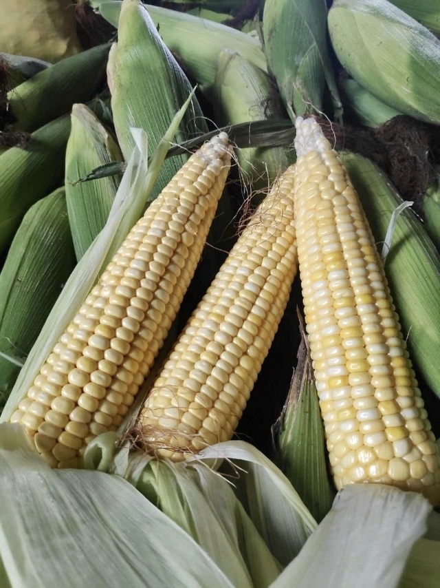 ▲ 일반 찰옥수수에 비해 3배 가량 높은 당도를 자랑하는 황금맛찰옥수수.ⓒ괴산군