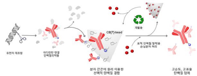 ▲ 분자 끈끈이 원리를 적용한 새로운 단백질 의약품 정제 기술 모식도.ⓒ포스텍