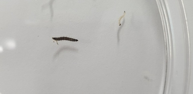 ▲ 청주시 한 가정집 화장실에서 발견된 유충. 청주시는 21일 국립생물자원관에 정확한 분석을 의뢰했다.ⓒ청주시