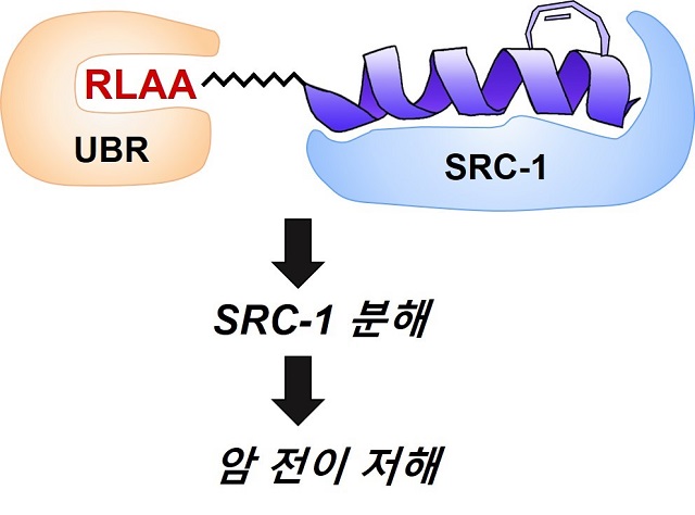 ▲ 왼쪽 RLAA 는 아미노산이고 UBR box에 붙는 리간드이다. 오른쪽 보라색으로 된 부분은 SRC-1 단백질에 붙는 리간드이다. 이 둘을 연결한 화합물은 SRC-1 을 단백질 분해해 주는 UBR 근처로 가져오게 되고 거리가 가까워짐에 따라 SRC-1 을 UBR이 자신의 타겟으로 인식해 분해한다.ⓒ포스텍
