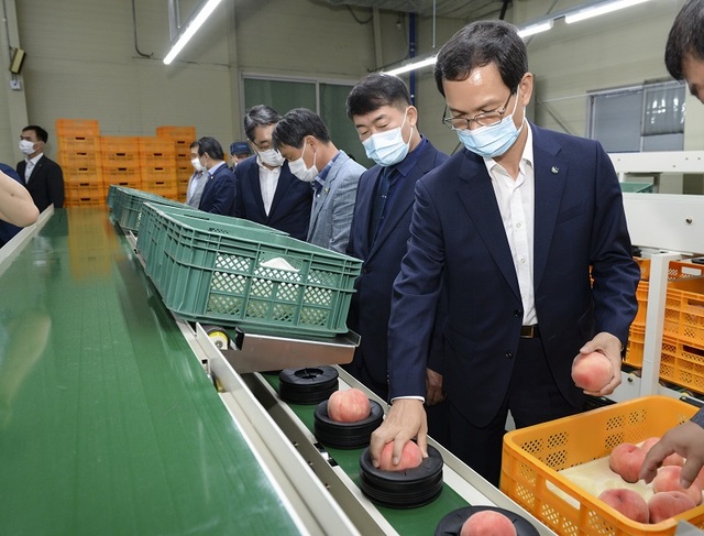 ▲ 조병옥 음성군수가 27일 음성 농산물거점유통센터(APC)에서 과일선별기 가동식을 한 뒤 작업을 돕고 있다.ⓒ음성군