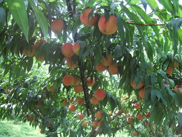 ▲ 울진군은 8월 2일 군청주차장 일원에서 울진복숭아 품평회 및 홍보행사 개최한다.ⓒ울진군