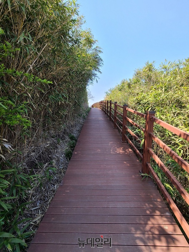 ▲ 충남 홍성군의 유일한 섬이자 탄소가 없는 힐링의 섬으로 유명한 죽도. 죽도 둘레길에 조릿대 나무가 광활하게 펼쳐져 있다.ⓒ김정원 기자