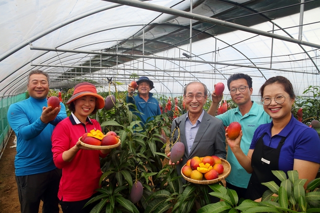 ▲ 청도군은 미래지향적 농업정책과 기후변화에 대응한 신 소득 대체작목으로 애플망고를 첫 출하했다.ⓒ청도군