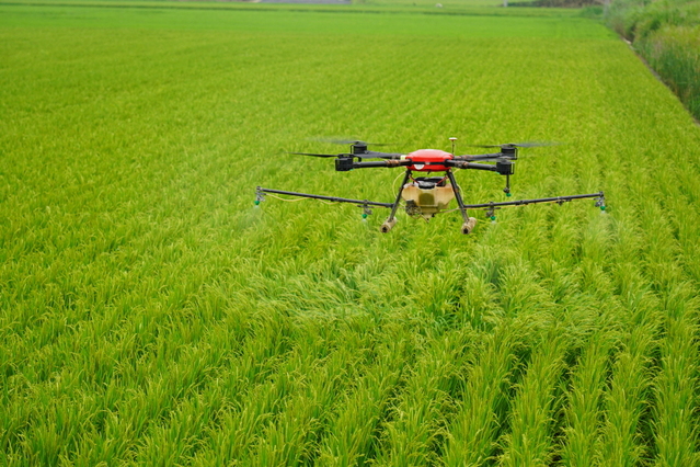 ▲ 예천군 농업기술센터는 3일부터 7일까지 장마철 잦은 강우로 발생될 수 있는 벼농사 병해 피해를 예방하기 위해 드론과 무인헬기를 이용한 병해충 공동방제를 추진한다.ⓒ예천군