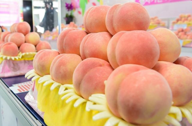 ▲ 세종시가 올 제18회 세종조치원복숭아축제를 특별 홍보·판촉(판매) 행사로 전환해 추진키로 했다.ⓒ세종시