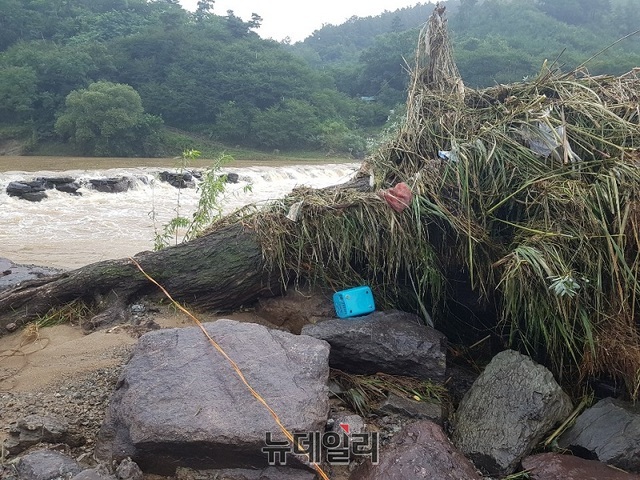 ▲ 농다리 옆을 지키던 소나무가 이번 집중호우로 뿌리를 드러낸채 쓰러져 있다.ⓒ장동열 기자