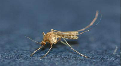 ▲ 일본뇌염 매개모기인 작은빨간집모기.ⓒ충북보건환경연구원