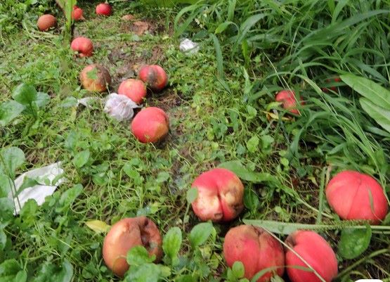 ▲ 최근 긴 장마와 함께 쏟아진 집중호우로 세종시에서는 복숭아 등 48.2㏊의 농작물이 침수되는 피해를 입었다.ⓒ세종시