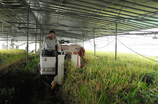 ▲ 달성군 구지면 고상국(45) 농가는 몇 년 전부터 조생종 품종인 ‘황금보라’ 벼로 시설하우스를 이용한 벼 조기재배를 시도해 지난 11일에 수확에 성공했다.ⓒ달성군