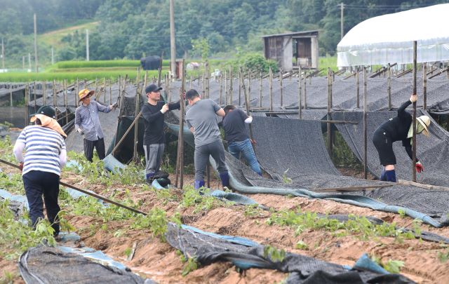 ▲ 충남도의회 김명선 의장과 사무처 직원 30여 명이 12일 집중호우로 인한 침수피해로 쓰러진 인삼밭 차양막 제거 및 인삼을 수거하는 등 인삼밭 복구에 구슬땀을 흘리고 있다.ⓒ충남도의회