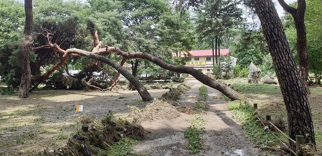 ▲ 영동 송호관광지를 지키던 수령 100년을 넘은 노송들이 용담댐 방류로 침수돼 쓰러져 있다.ⓒ박덕흠 국회의원실 제공