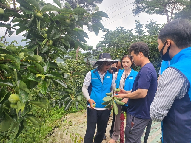 ▲ 청도군은 최근 기록적인 긴 장마와 집중호우로 인해 침수된 농작물의 생육 불량 및 병해충 발생이 우려되면서 농작물의 2차 피해  예방과 병해충 방제지도를 위해 전문지도사로 현장기술지원단을 구성해 농가컨설팅을 실시했다.ⓒ청도군