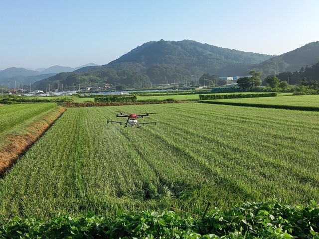 ▲ 농업기술센터는 농작물긴급농작업지원 도비예산과 예비비를 긴급 지원받아 지역별 확산이 우려되는 단지화된 지역 중심으로 6대의 드론이 투입돼 항공방제했다.ⓒ성주군