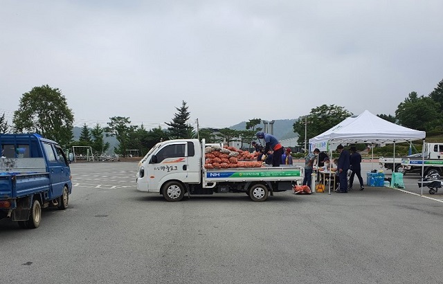 ▲ 의성군은 마늘목장 사료가공용 의성마늘을 수매를 실시했다.ⓒ의성군