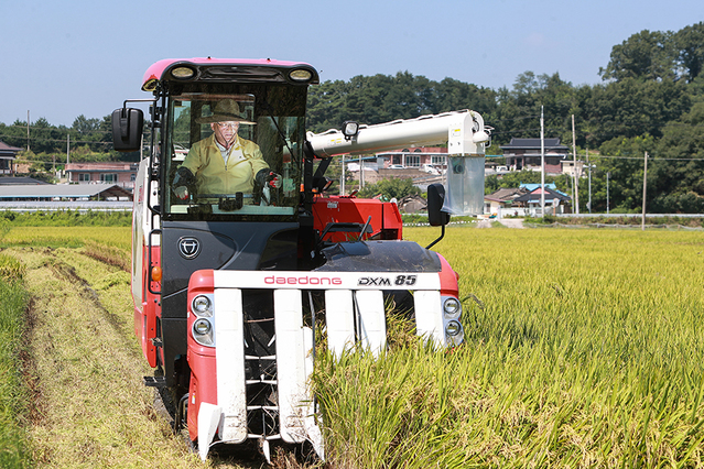 ▲ 김학동 예천군수가 25일 개포면 경진들에서 벼베기를 하고 있다.ⓒ예천군