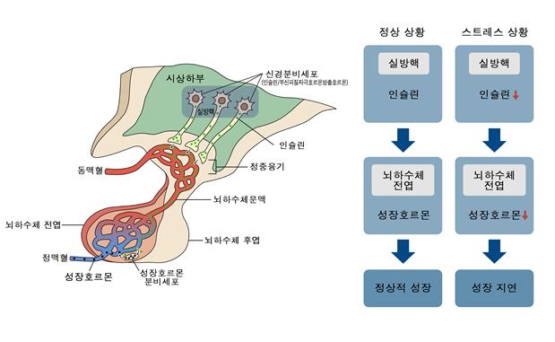 ▲ 정상 및 스트레스 상황에서, 시상하부 실방핵 내 신경분비세포에서 만들어지는 인슐린에 의한 뇌하수체 성장호르몬 생성 조절을 보여주는 모식도.ⓒDGIST