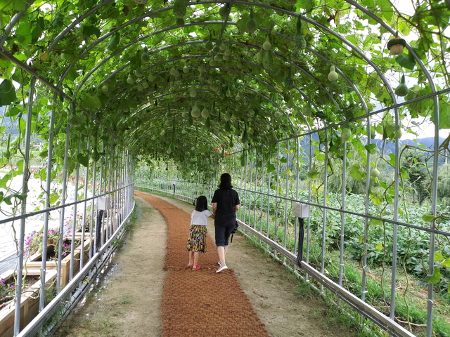 ▲ 경북 영주시(시장 장욱현)는 지난 8월에 조성된 콩세계과학관 덩굴식물 터널이 방문객과 시민들에게 볼거리를 제공은 물론 여름철 쉼터와 식물학습관으로 큰 호응을 얻고 있다.ⓒ영주시