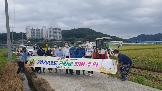▲ 고령군에서는 긴 장마와 태풍을 이겨낸 벼 첫 수확 작업이 대가야읍 일대에서 지난달 31일에 이뤄졌다.ⓒ고령군