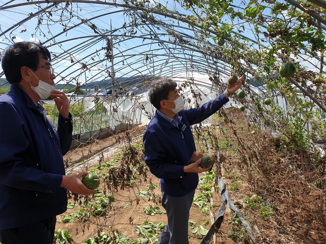 ▲ 경북농협 김춘안 본부장이 남포항농협 애플수박 농가 비닐하우스 파손 및 낙과 피해현장을 점검했다.ⓒ경북농협