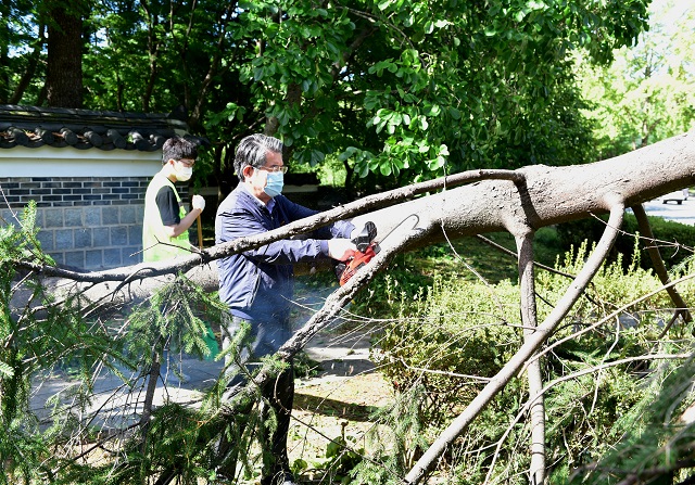 ▲ 김성조 사장이 쓰러진 가로수를 제거하고 있다.ⓒ경북관광공사