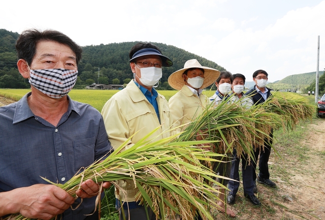▲ 성주군(군수 이병환)에서는 길고 길었던 장마와 태풍에도 아랑곳없이 올해 첫 벼 수확의 기쁨을 용암들녘에서 거두게 됐다.ⓒ성주군