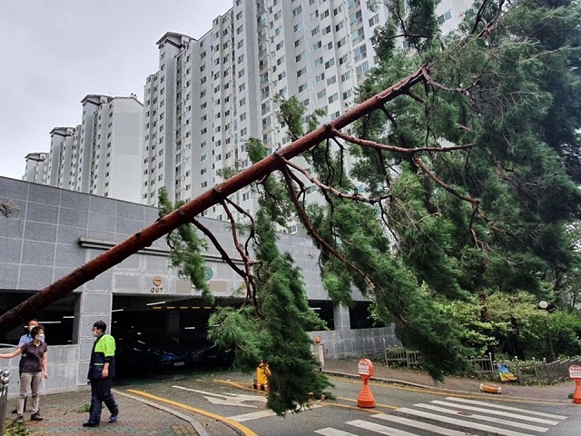 ▲ 포항시는 제10호 태풍 ‘하이선’ 통과로 피해가 속출했다.ⓒ포항시