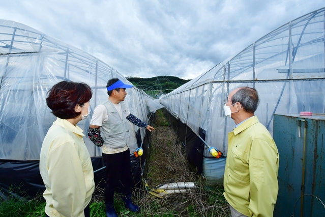 ▲ 이승율 청도군수는 운문·금천·매전면 등 벼 도복 및 비닐하우스 침수 피해 현장을 찾아 현장을 점검했다. ⓒ청도군