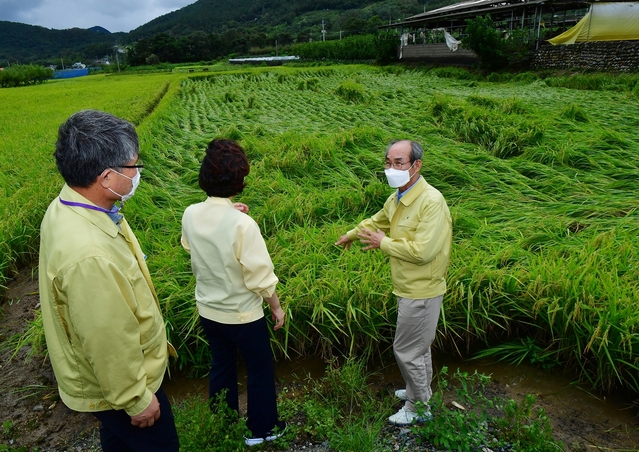 ▲ 청도군은 제9호 태풍 마이삭 영향으로 운문, 금천, 매전 지역을 중심으로 벼 도복이 20.33ha 가량 발생했고, 배, 대추 등 과수 낙과도 크게 발생한 것으로 나타났다.ⓒ청도군
