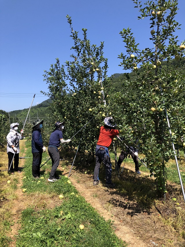 ▲ 의성군은 9호 태풍 ‘마이삭’ 피해복구에 총력을 다하고 있다.ⓒ의성군